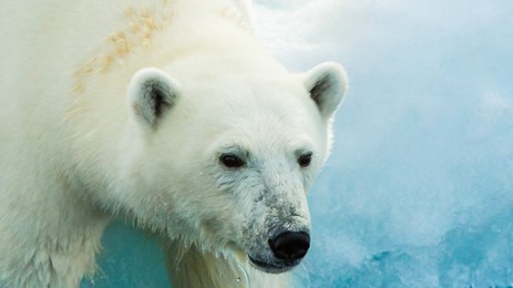 East Greenland: Wild Shores of the High Arctic